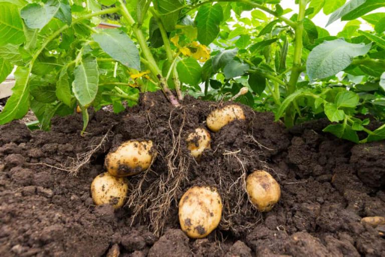 potato fungicides