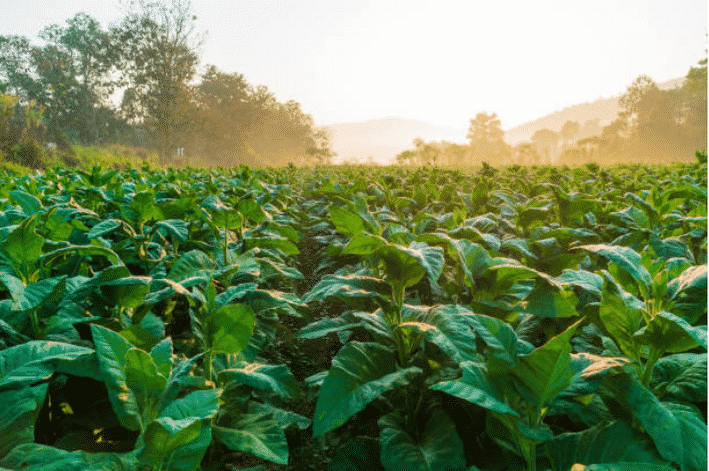 crop guides tobacco