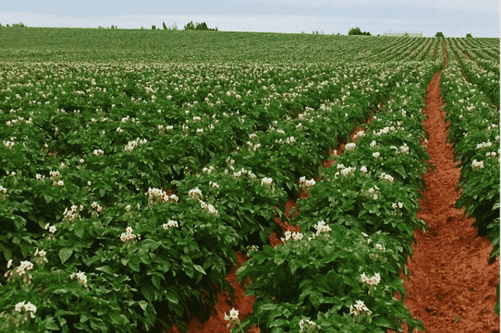 crop guides potatoes