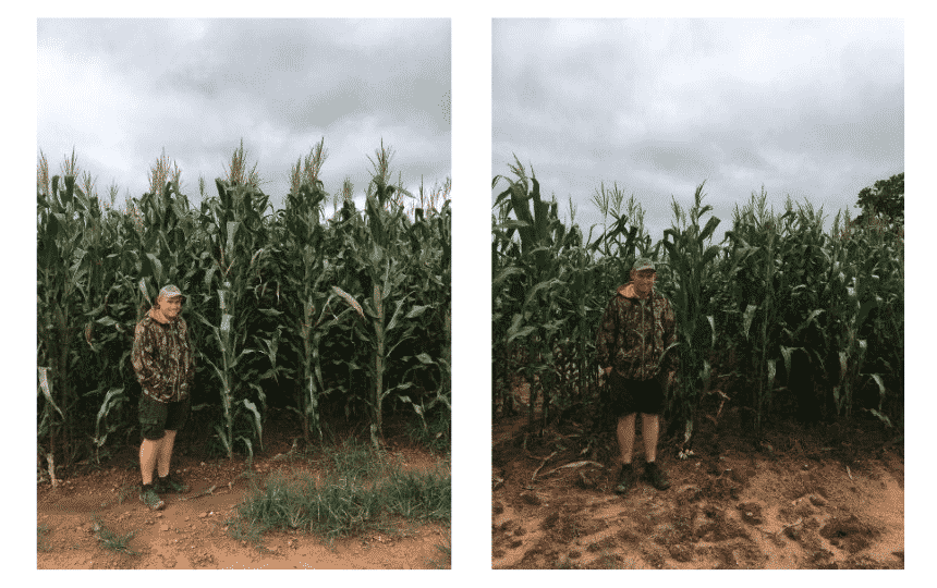 Rootsure vs Commercial crop