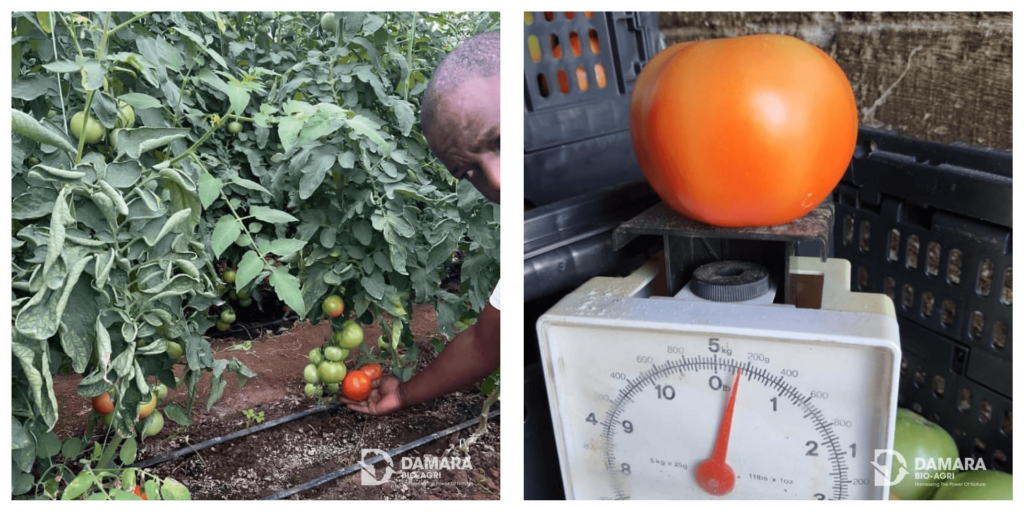 Small Scale Success Story - Fountains Farm